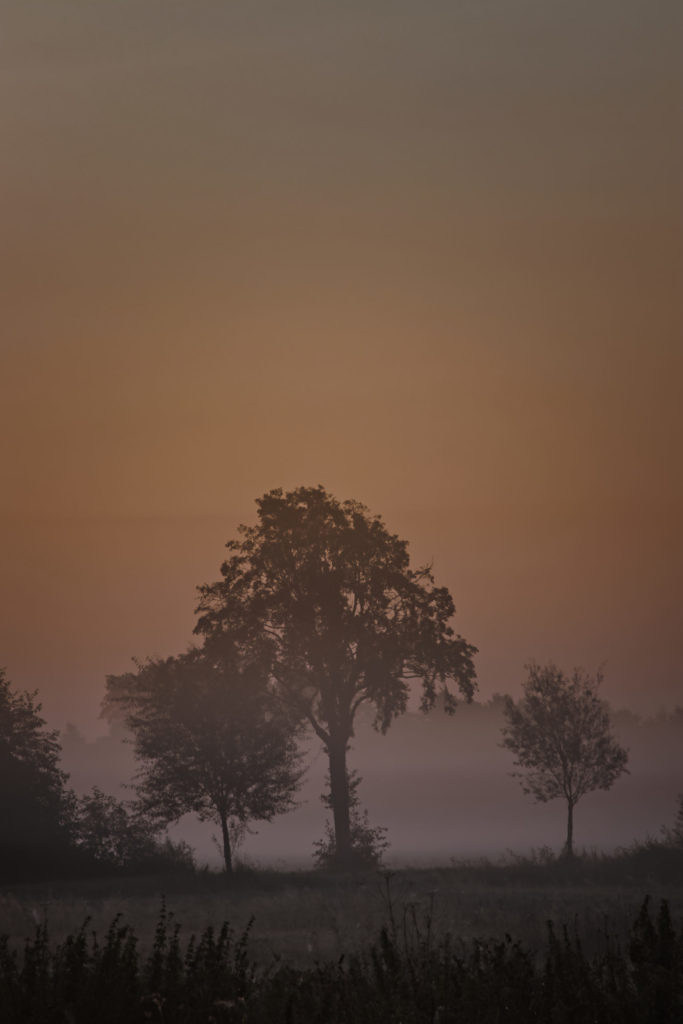 Morgennebel drei Bäume
