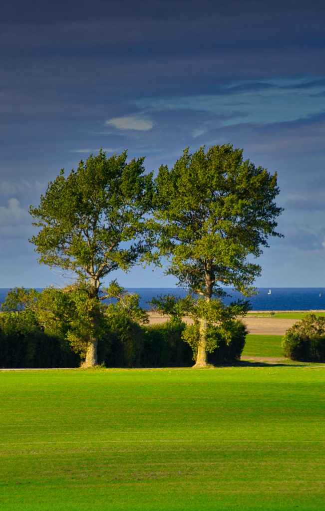 Zwei Bäume an der Ostseeküste