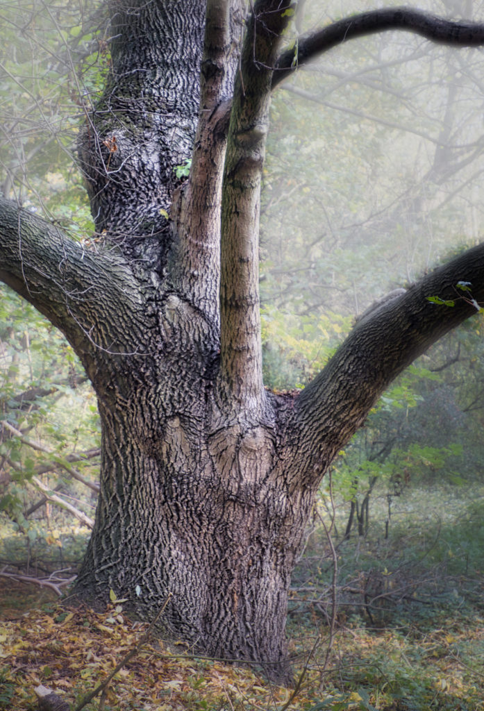 Mystischer Baum2