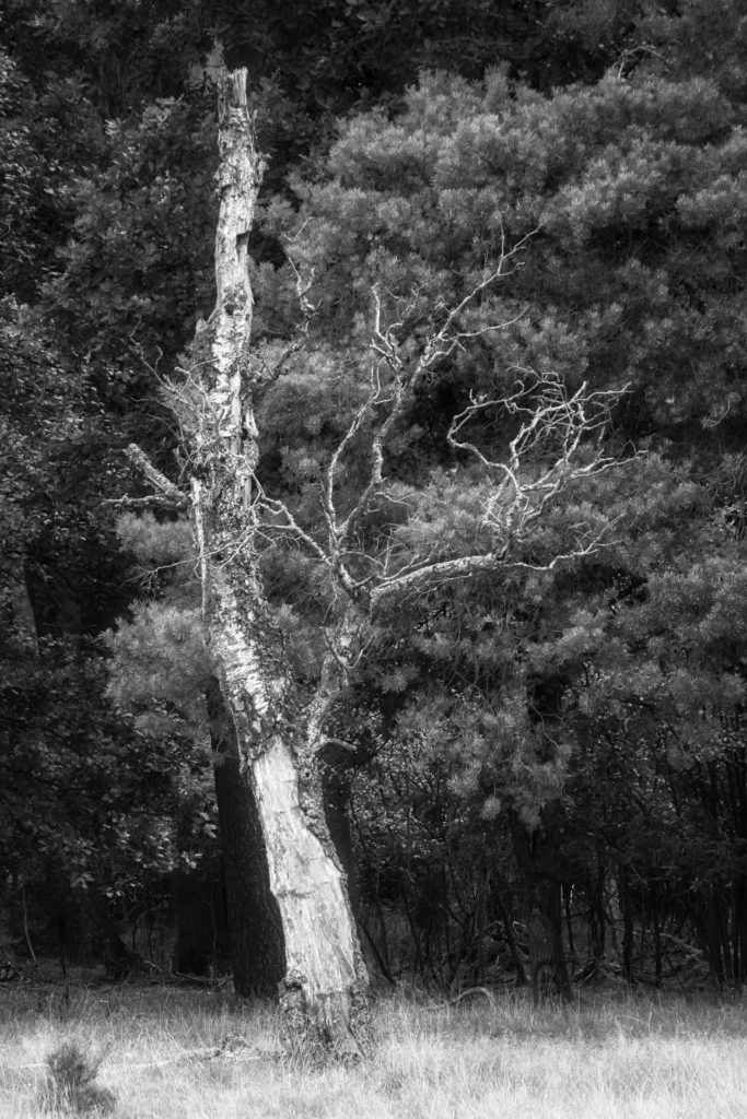 toter Baum in schwarz-weiss
