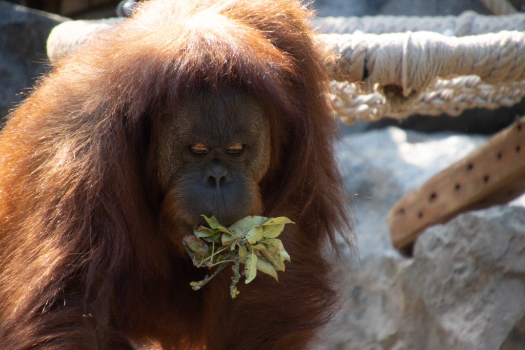 Orangutan beim Naschen