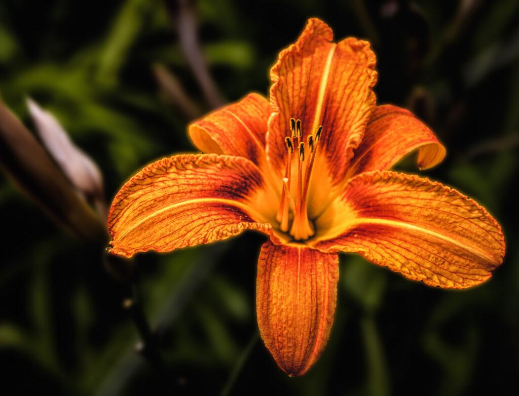 Orange Blüte im Loki-Schmidt-Park